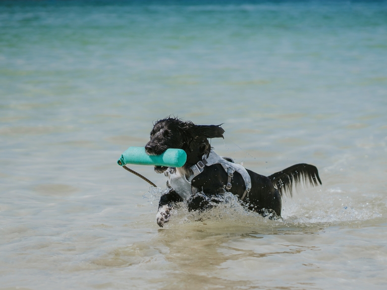 Hund mit Apportel im Wasser, Foto: Ruffwear