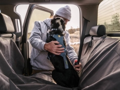 Hund im Auto anschnallen