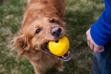 Hund spielt mit Ball