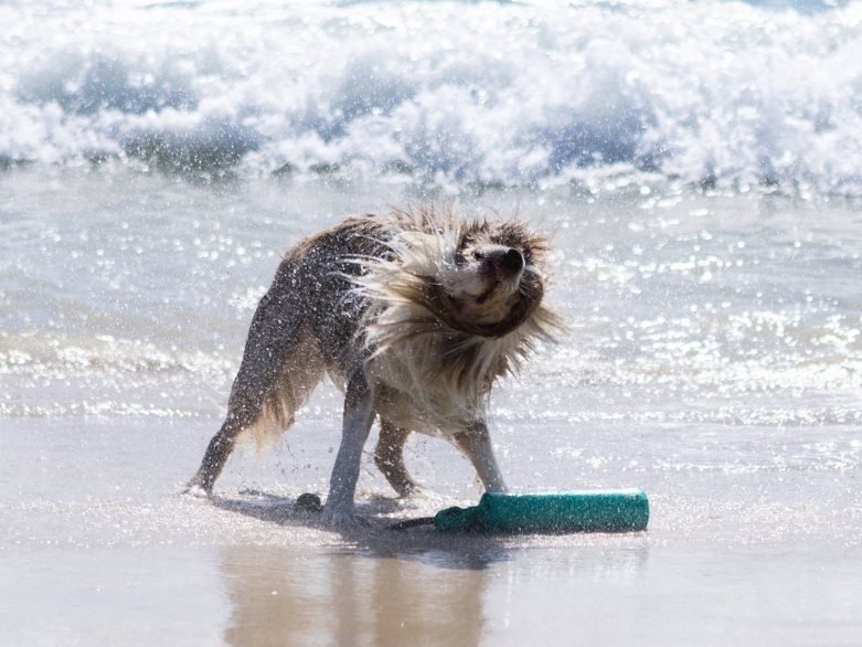 Hund am Meer, schüttelt sich