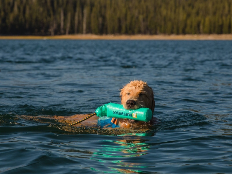 Retriever  mit Dummy im Wasser