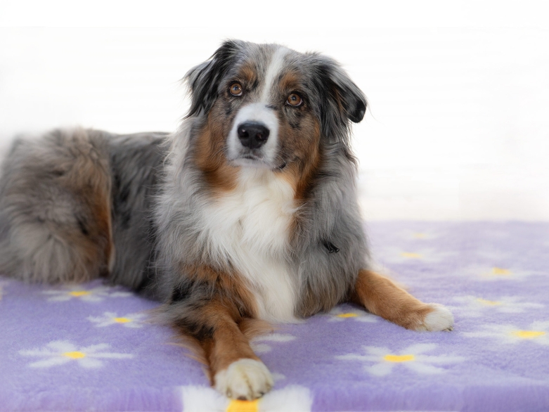 Hund Captain auf einem Vetbed