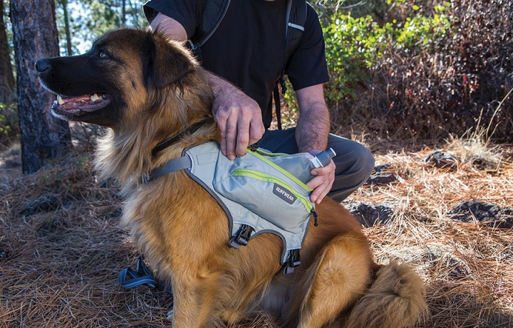 Hund mit Hunderucksack<br>