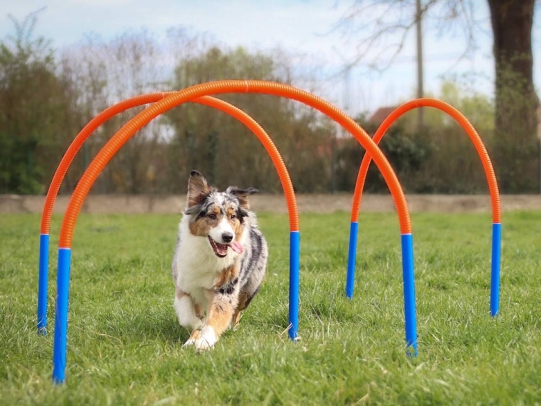 hoopers dog sport