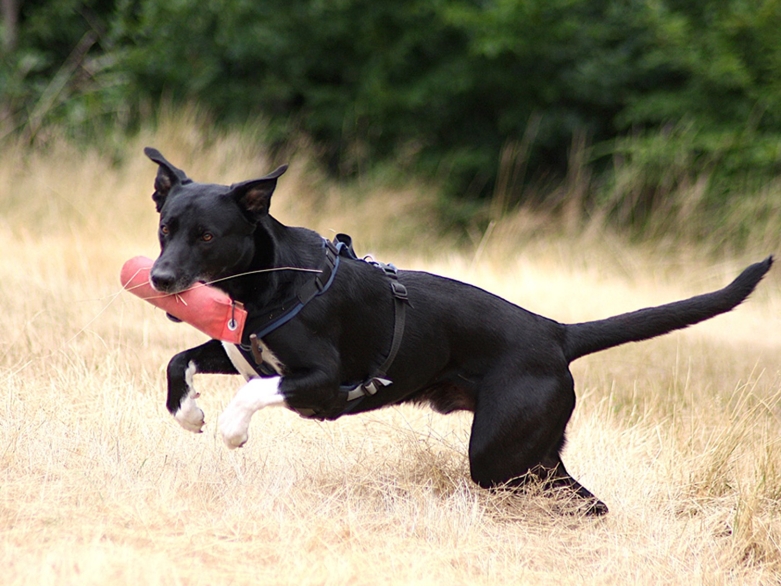 Hund apportiert Dummy<br>