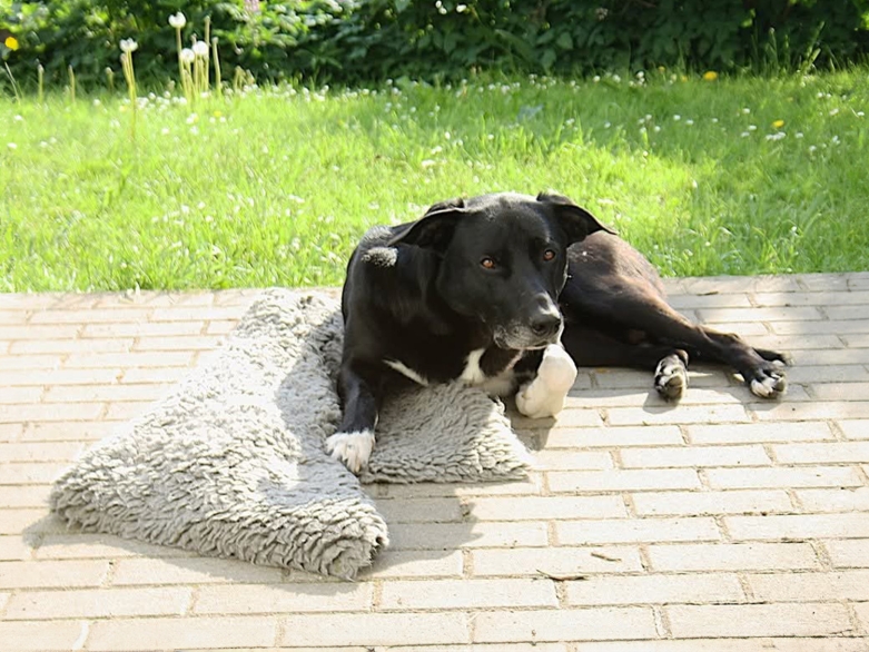 Hund mit Vetbed