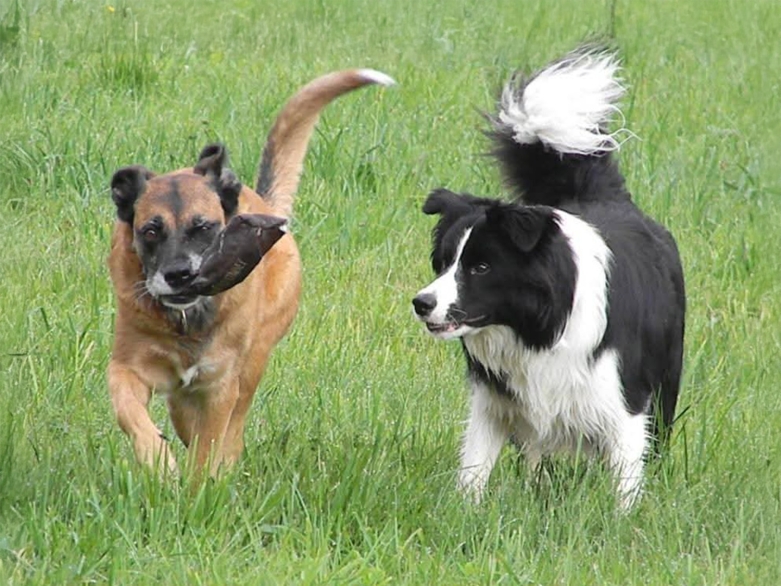 2 Hunde auf einer Wiese