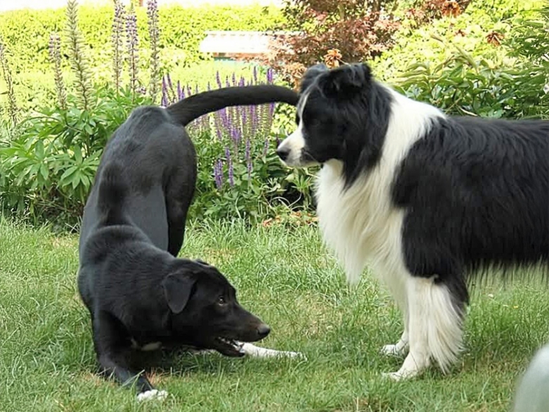 junger und alter Hund im Gespräch