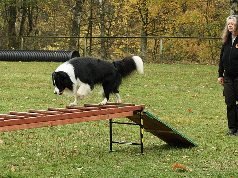 Hund läuft über eine Leiter