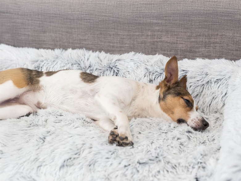 Hund schläft auf dem Sofa