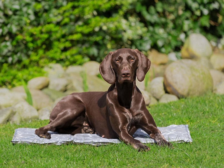 Hund auf einer Kühldecke