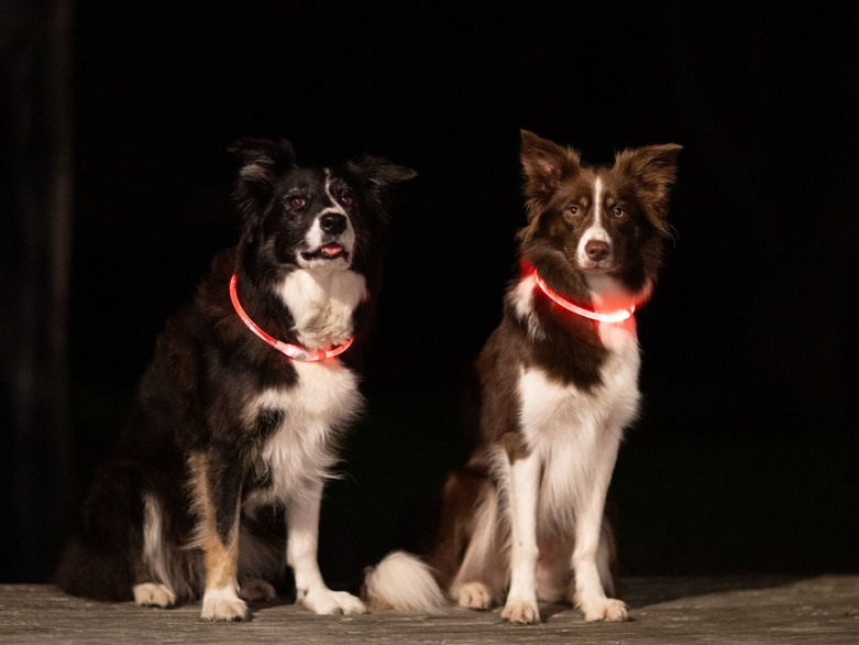 2 Hunde mit Leuchthalsband, Trixie