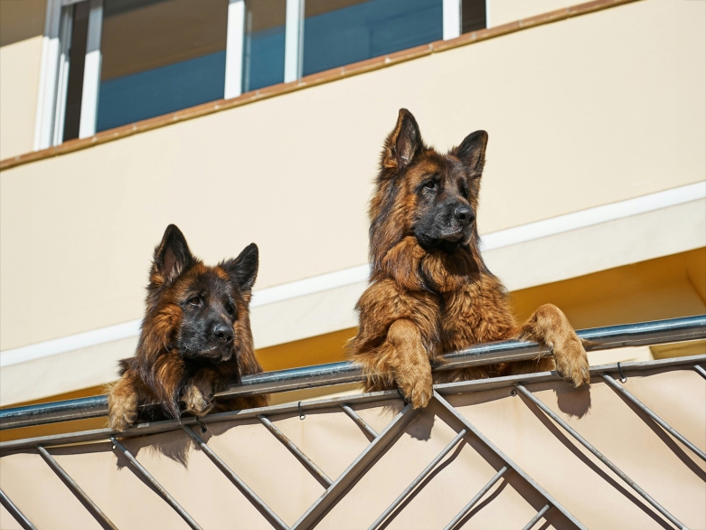 2 Schäferhund schauen vom Balkon<br>