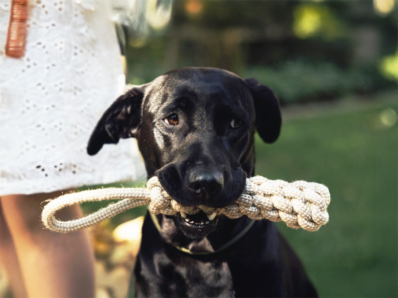 Jagdhund mit Spielzeug Foto: pexels/Filipp Romanovski