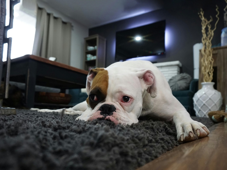 einsamer Hund