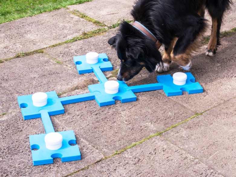 Hund beim Schnüffelspiel