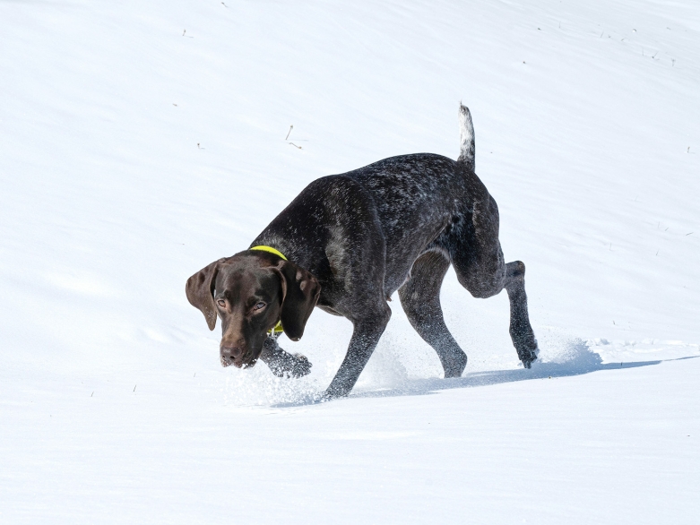 Hund im Schnee