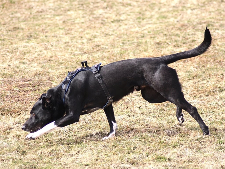 Finn auf der Fährte<br>