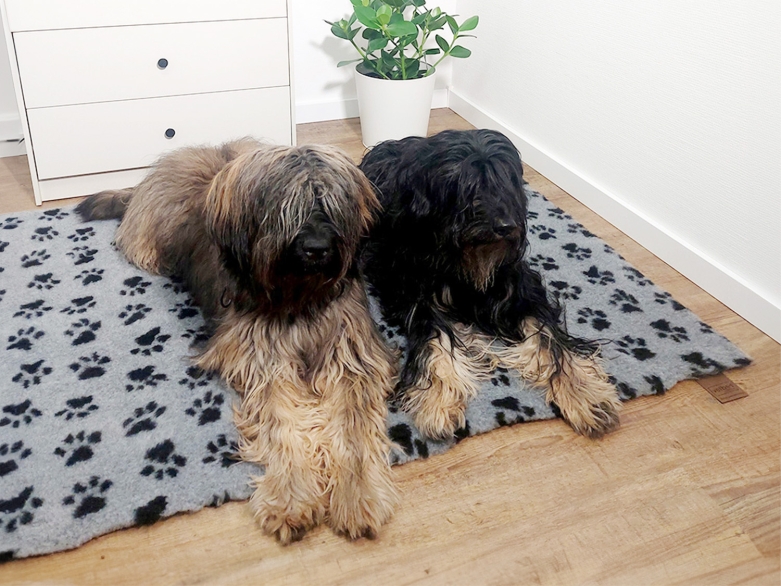 2 Hunde liegen auf einem Vetbed