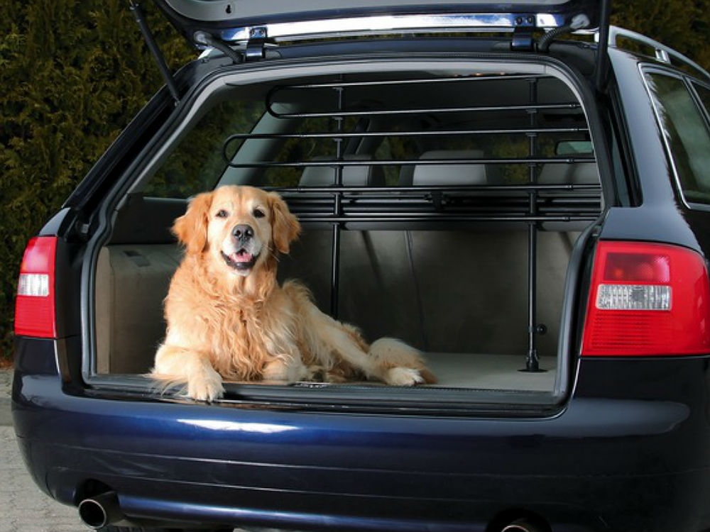 So fährt dein Hund sicher im Auto mit
