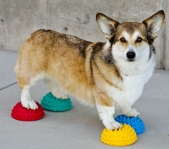 Corgi mit FitPaws<br>