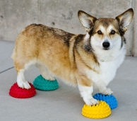 Corgi mit FitPaws<br>