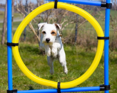 Agility Dog Foto Unsplash Lena Balk<br>