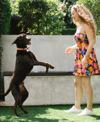 Dog Dancing Foto pexels<br>