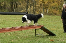 Hund klettert über eine Leiter<br>