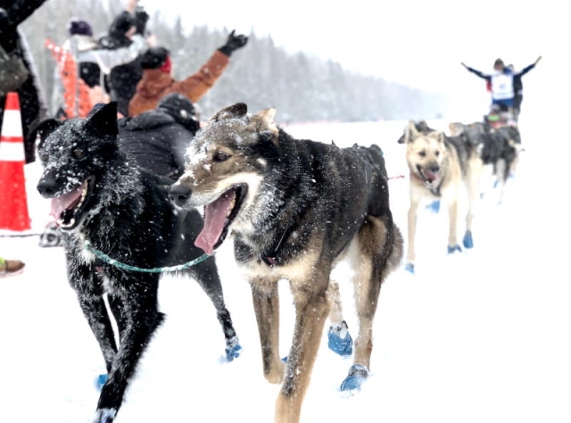 Zughunde Schlittenhunde