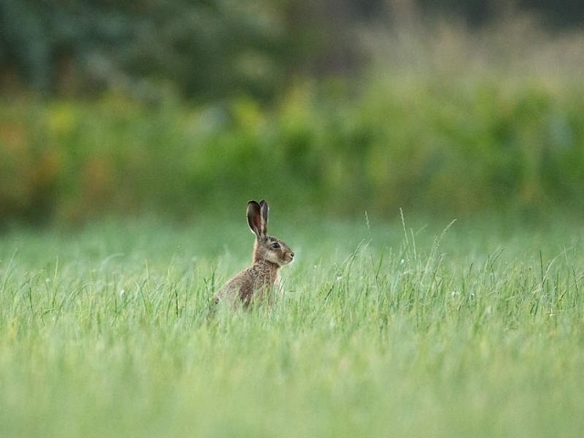 Hase im Gras