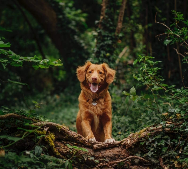 Hund im Wald