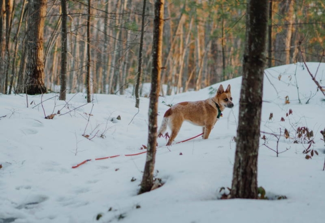 Hund im Wald