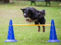 Hund spring über eine Hürde<br>