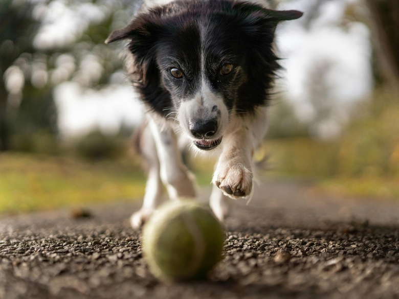 Hund mit Ball