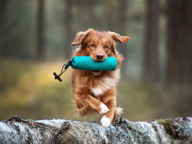 Toller mit Dummy, Adobe Foto