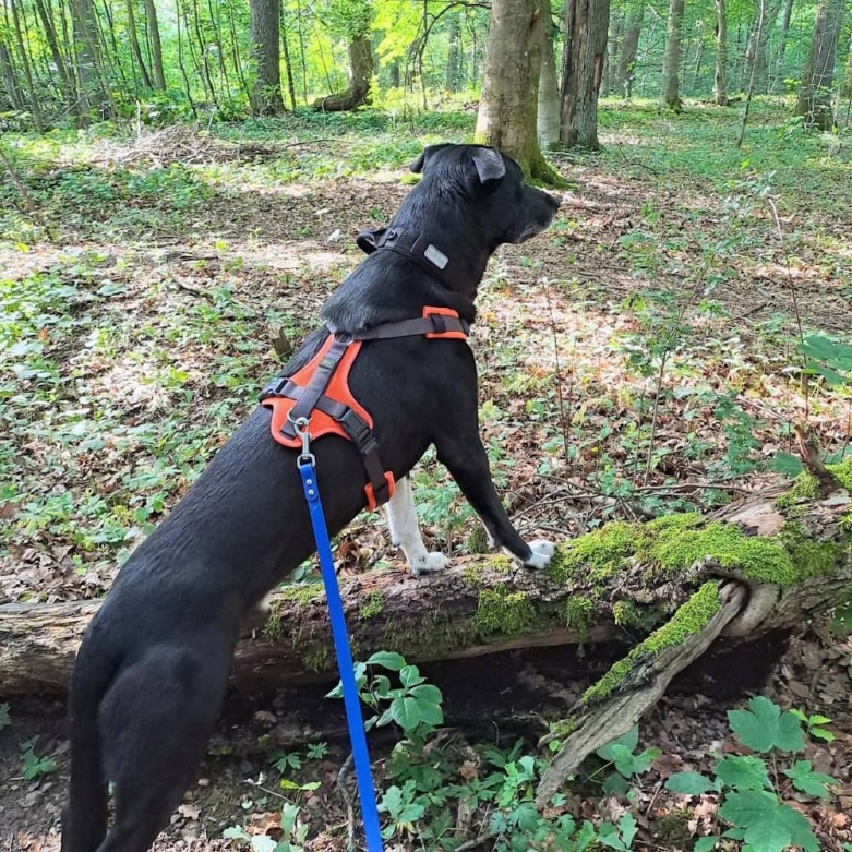 Hund an der Leine im Wald