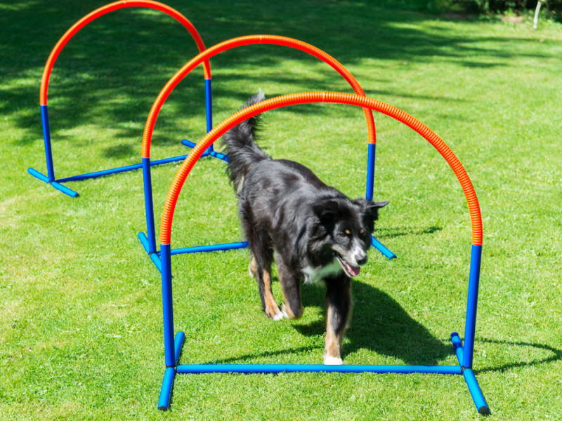 Hundesport - Hoopers / | Hundeshop.de