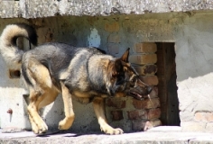 Schäferhund Suchhund<br>