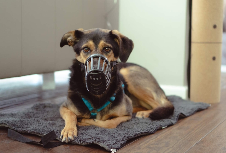 Hundmit Maulkorb auf einer Decke liegend