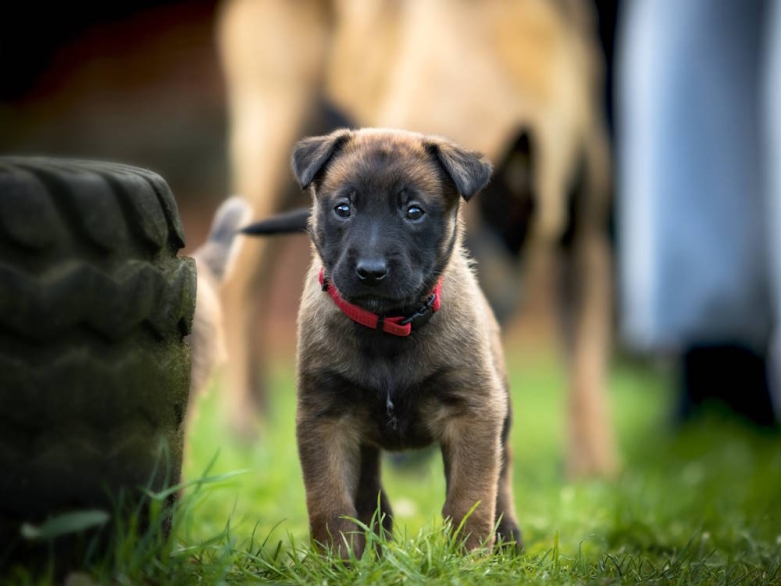 Malinois Welpe