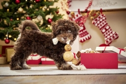 Hund mit Weihnachtsgeschenk<br>