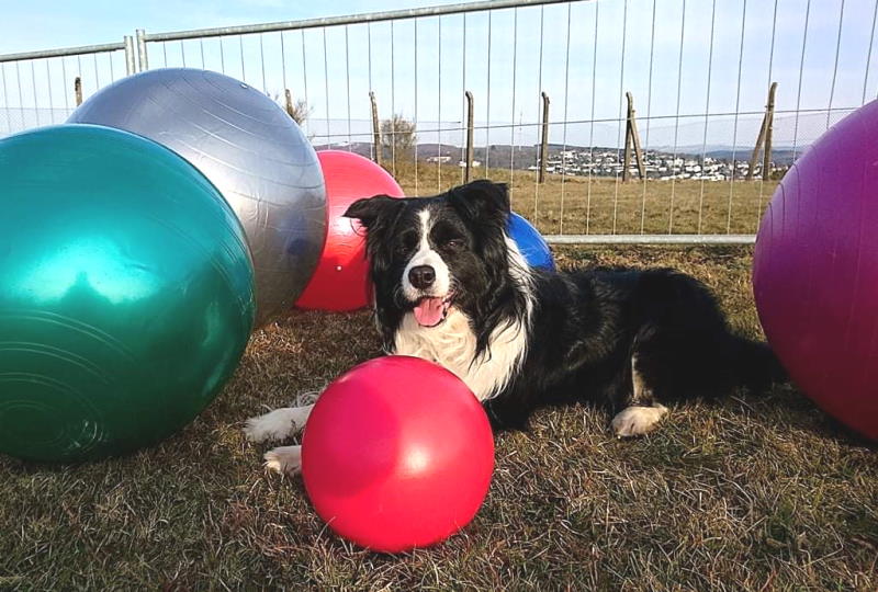 Hundesport - Treibball