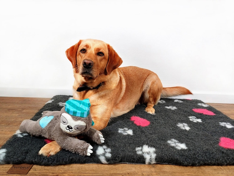 Hund Labrador liegt auf Vetbed