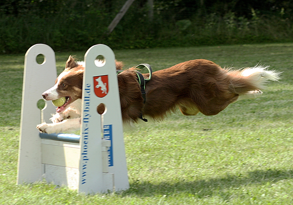 Hundesport - Flyball