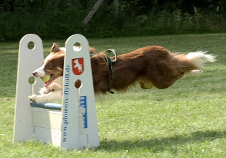 Border Collie Flo beim Flyball