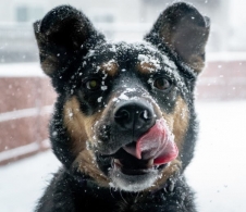 Hund im Schnee