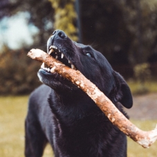 Hund mit Stöckchen<br>