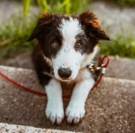 Hundewelpe