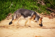 Schäferhund